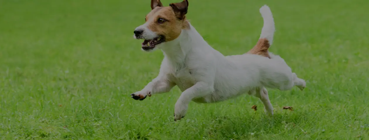 わんこ♡参加者ガイド